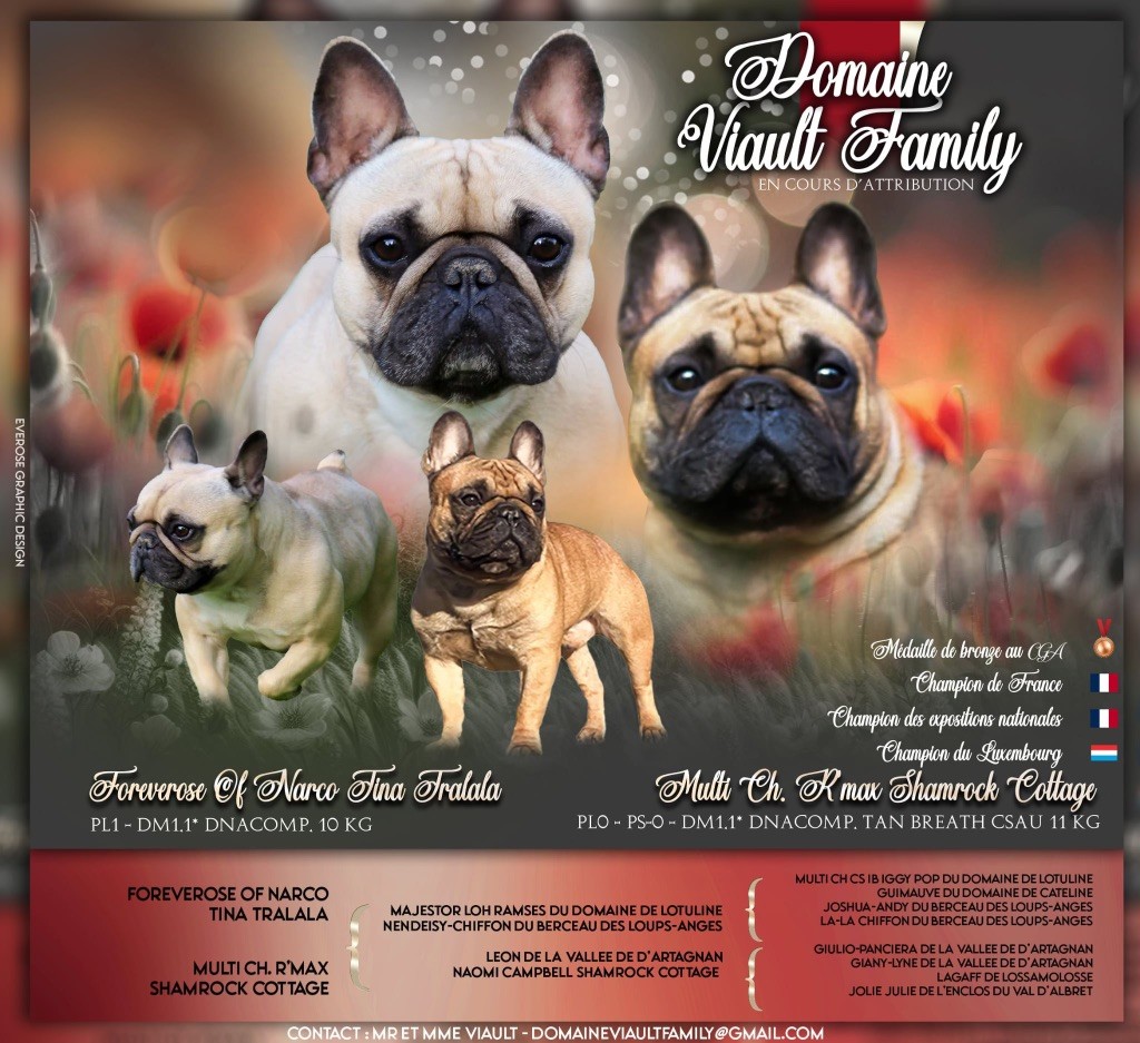 Chiot Bouledogue français Domaine Viault Family