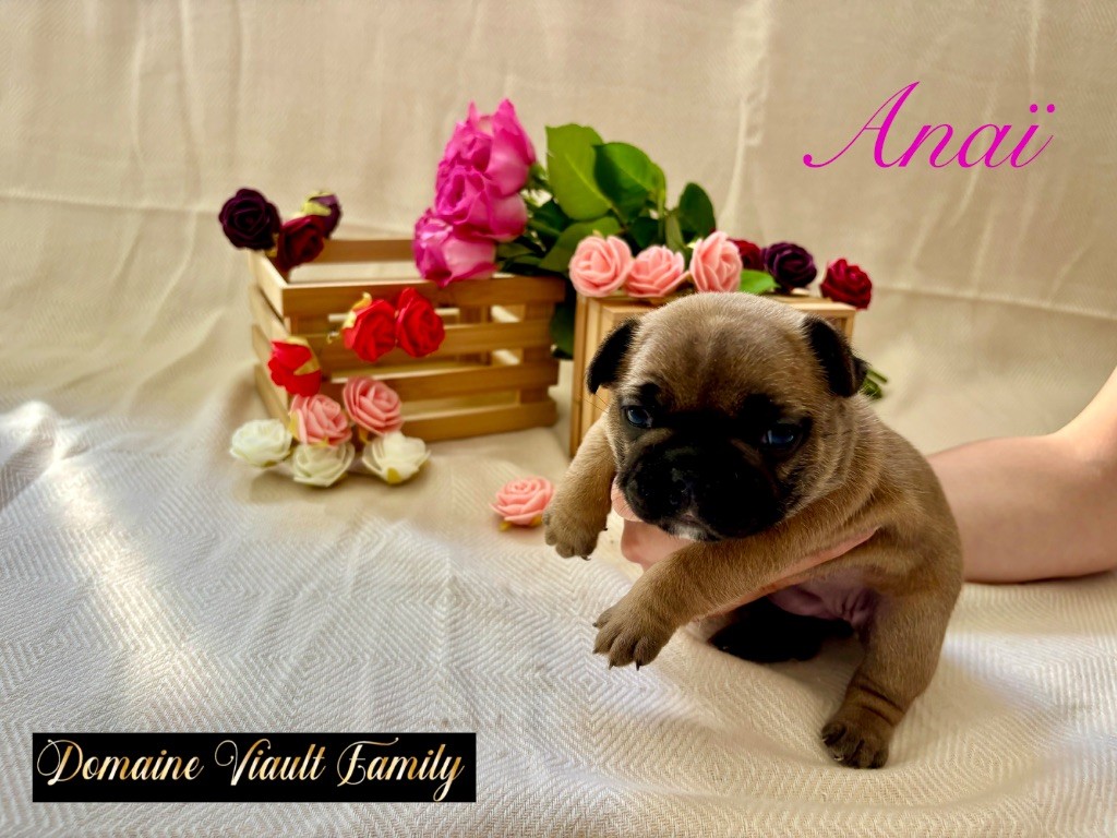 Domaine Viault Family - Chiots disponibles - Bouledogue français