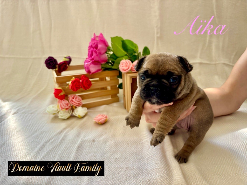 Domaine Viault Family - Chiots disponibles - Bouledogue français