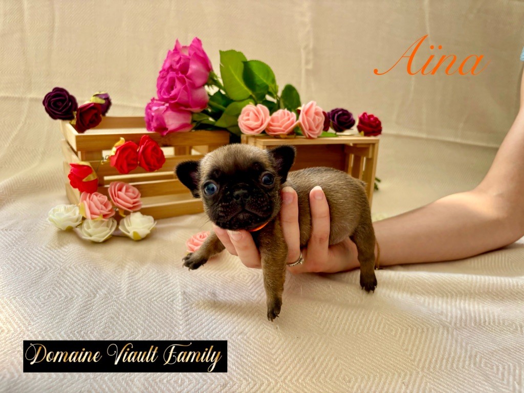 Domaine Viault Family - Chiots disponibles - Bouledogue français