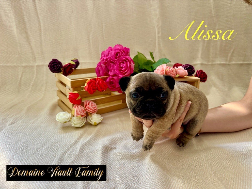 Domaine Viault Family - Chiots disponibles - Bouledogue français